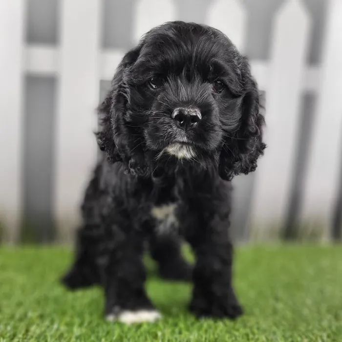 Male Cocker Spaniel Puppy for Sale in Schererville, IN