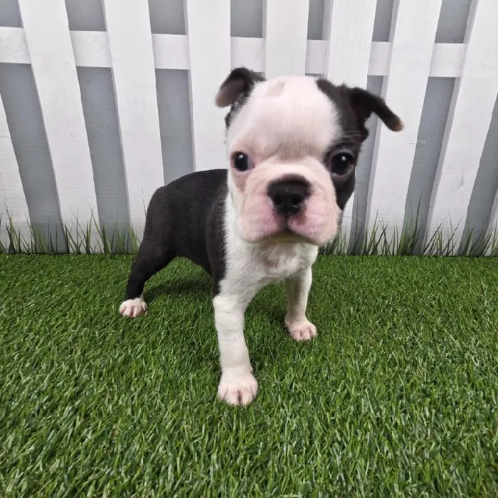 Female Boston Terrier Puppy for Sale in Schererville, IN