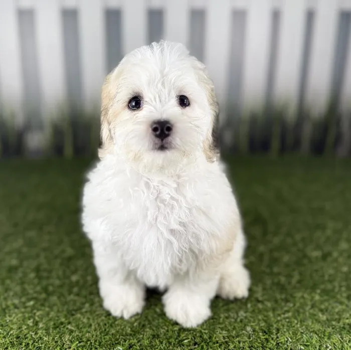 Female Coton-Poo Puppy for Sale in Indianapolis, IN