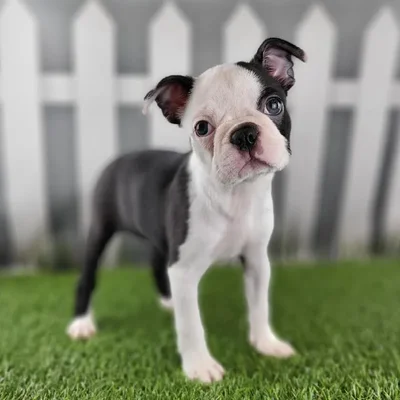 Female Boston Terrier Puppy for Sale in Schererville, IN