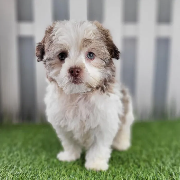 Female Havanese Puppy for Sale in Schererville, IN