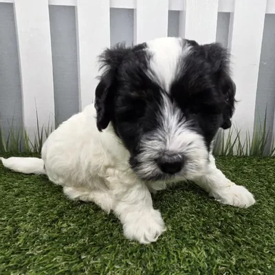 Male Miniature Bernedoodle Puppy for Sale in Schererville, IN
