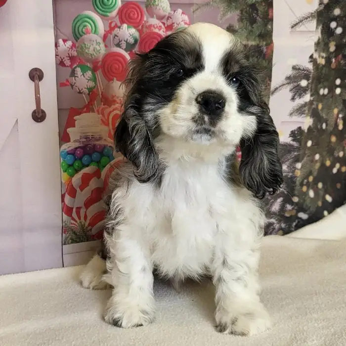Male Cocker Spaniel Puppy for Sale in Schererville, IN