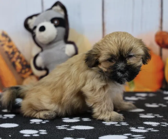 Male Lhasa Apso Puppy for Sale in Indianapolis, IN
