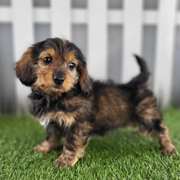 Female Dorkie Puppy for Sale in Schererville, IN