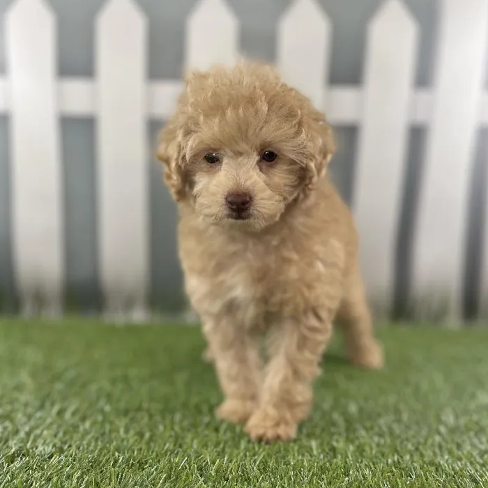 Female Toy Poodle Puppy for Sale in Schererville, IN