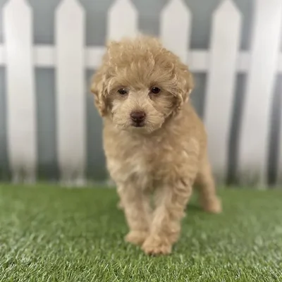 Female Toy Poodle Puppy for Sale in Schererville, IN