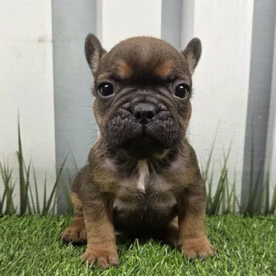 Male French Bulldog Puppy for Sale in Schererville, IN