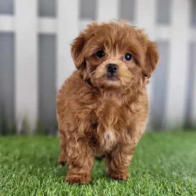 Male Peekapoo Puppy for Sale in Schererville, IN