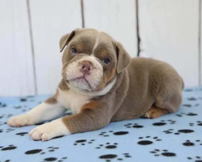 Male English Bulldog Puppy for Sale in Schererville, IN