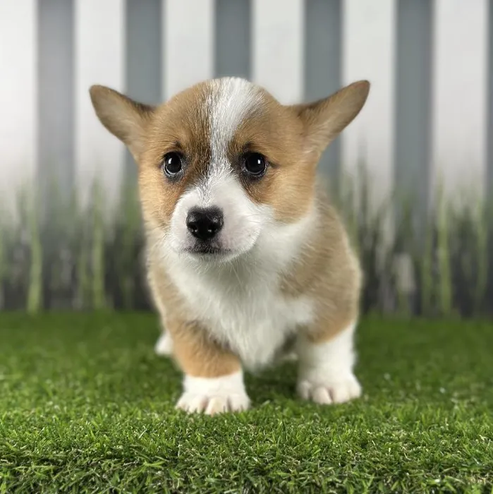 Female Pembroke Welsh Corgi Puppy for Sale in Schererville, IN