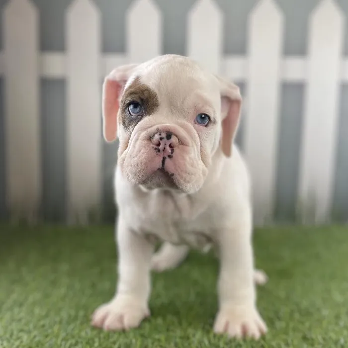 Male Victorian Bulldog Puppy for Sale in Schererville, IN