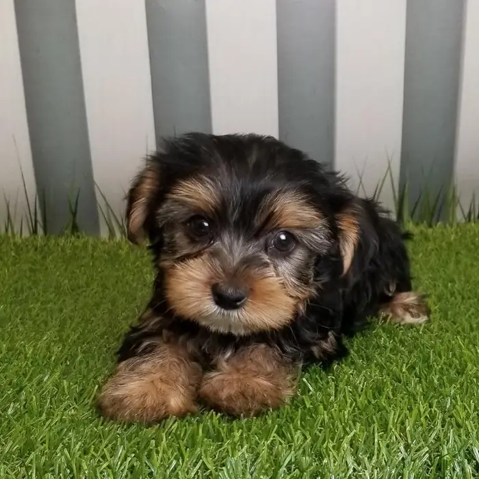Male Yorkshire Terrier Puppy for Sale in Schererville, IN