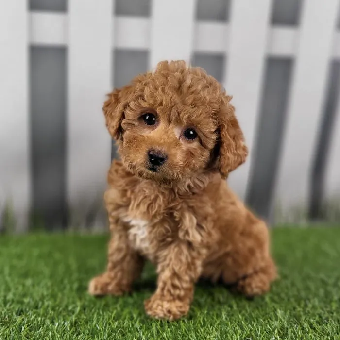 Male Toy Poodle Puppy for Sale in Schererville, IN