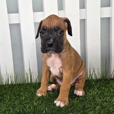 Male Boxer Puppy for Sale in Schererville, IN