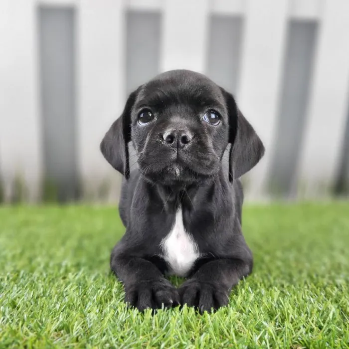 Female Boston Spaniel Puppy for Sale in Schererville, IN