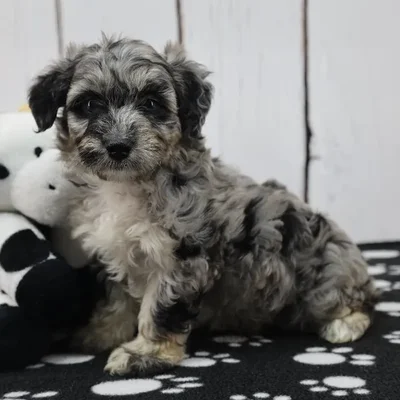 Male Coton-Poo Puppy for Sale in Indianapolis, IN