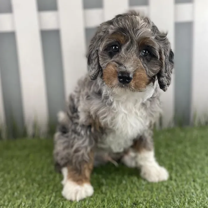 Male Miniature Bernedoodle Puppy for Sale in Schererville, IN