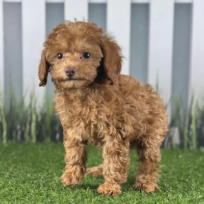 Female Poodle Puppy for Sale in Indianapolis, IN