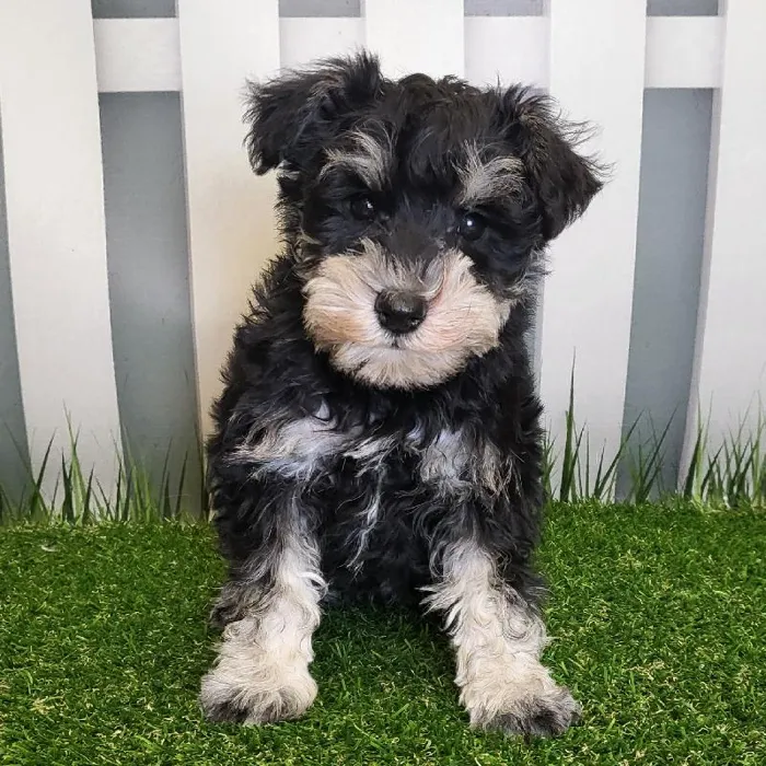 Male Miniature Schnauzer Puppy for Sale in Schererville, IN