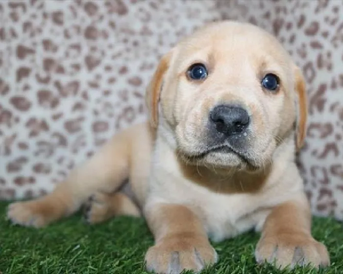 Male Labrador Retriever Puppy for Sale in Schererville, IN