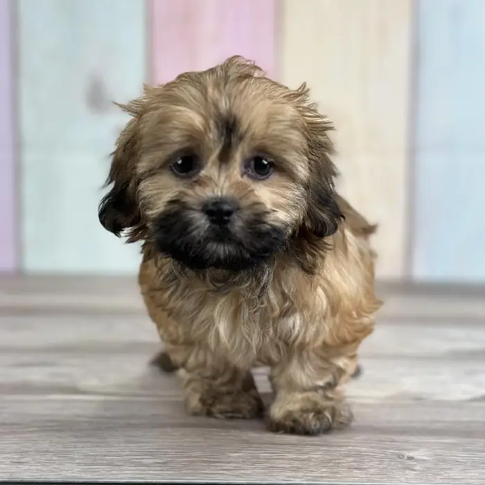 Female LhasaChon Puppy for Sale in Indianapolis, IN