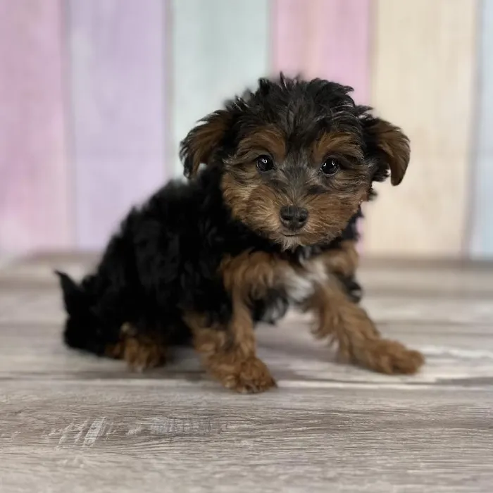 Female Yorkie-Poo Puppy for Sale in Indianapolis, IN