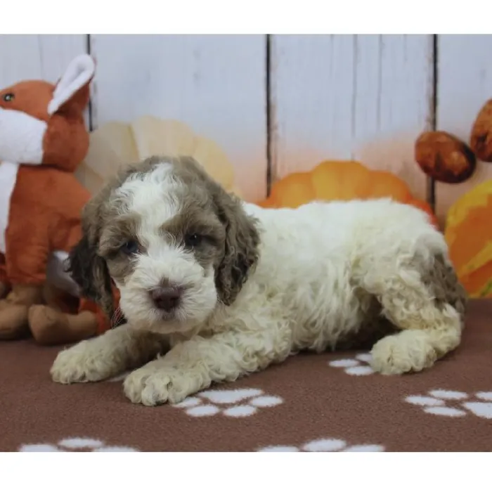 Male Cockapoo Puppy for Sale in Schererville, IN