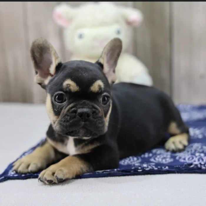 Male French Bulldog Puppy for Sale in Schererville, IN