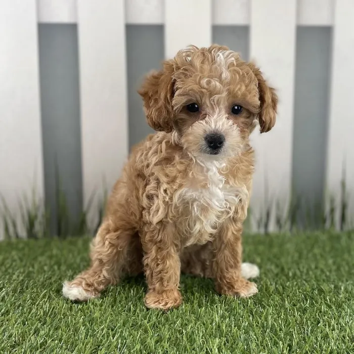 Female Toy Poodle Puppy for Sale in Schererville, IN