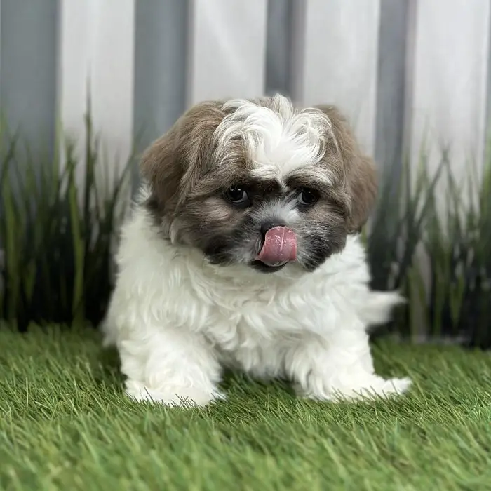 Male Shih Tzu Puppy for Sale in Indianapolis, IN