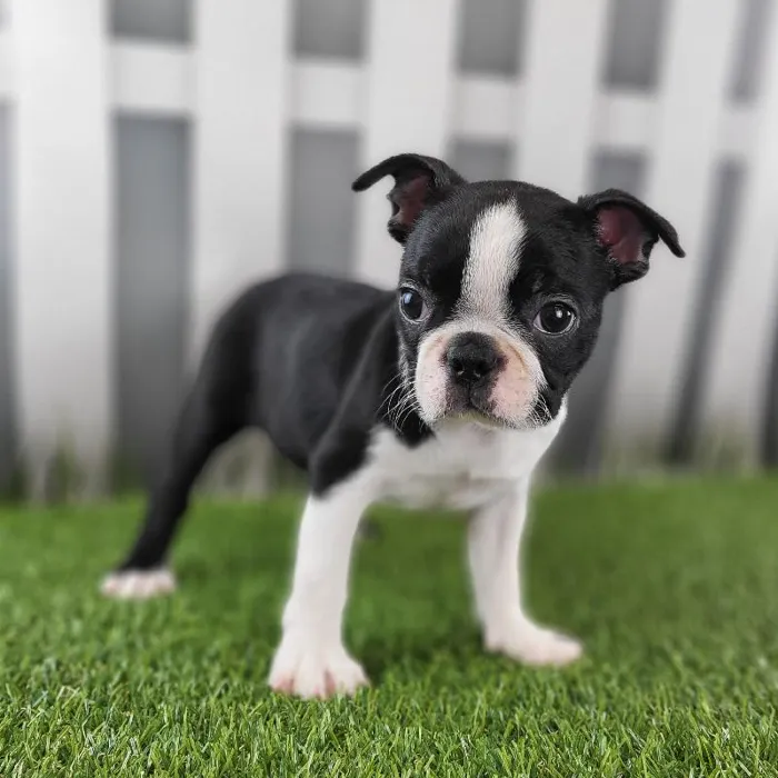 Female Boston Terrier Puppy for Sale in Schererville, IN