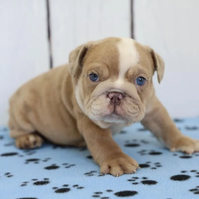 Male English Bulldog Puppy for Sale in Schererville, IN