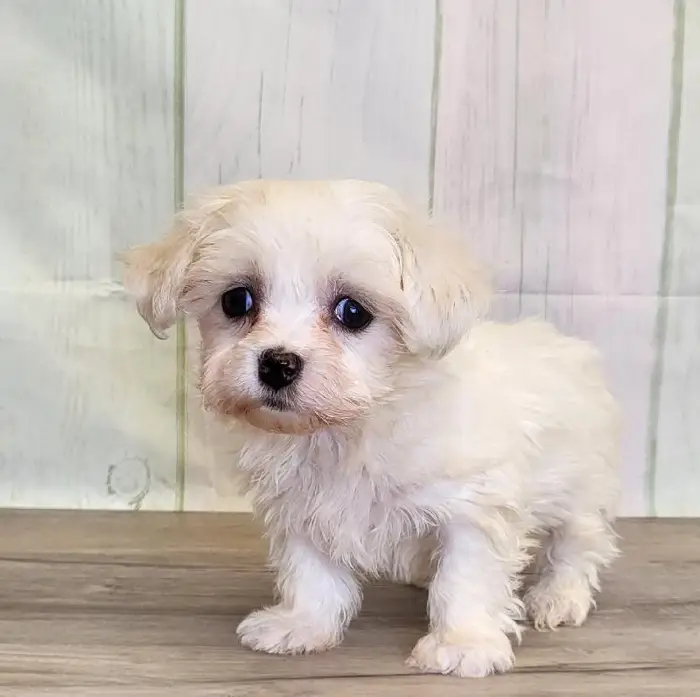 Female Coton De Tulear Puppy for Sale in Schererville, IN