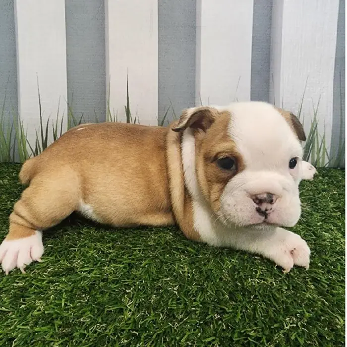 Female English Bulldog Puppy for Sale in Schererville, IN