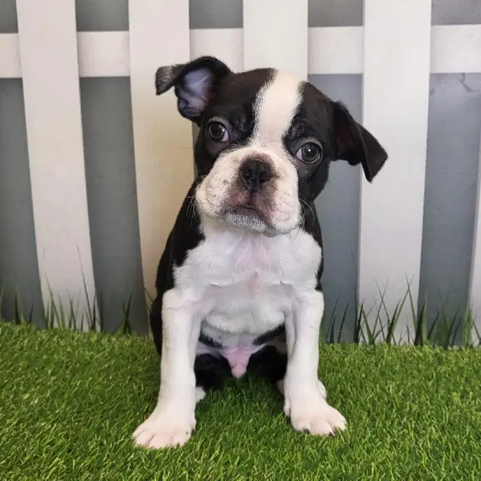 Male Boston Terrier Puppy for Sale in Schererville, IN