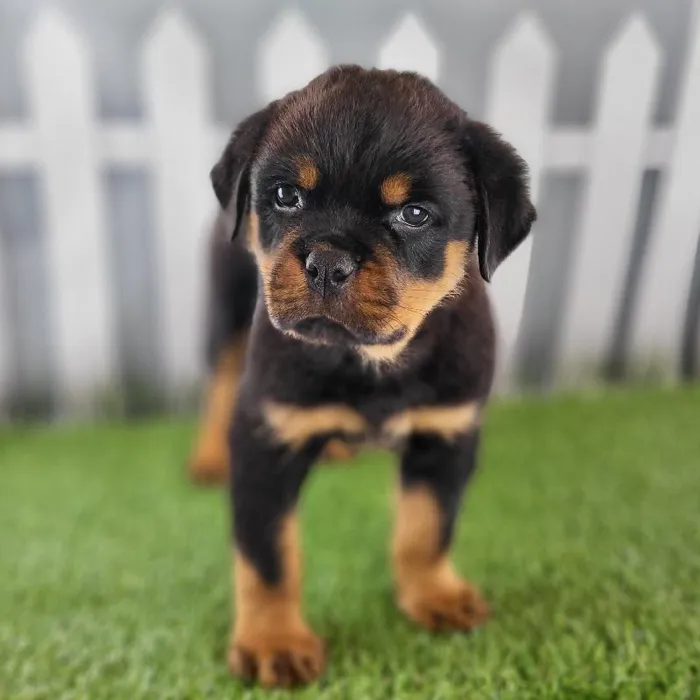 Male Rottweiler Puppy for Sale in Schererville, IN