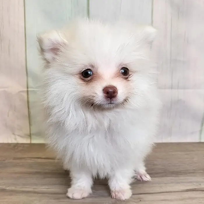 Male Pomeranian Puppy for Sale in Schererville, IN