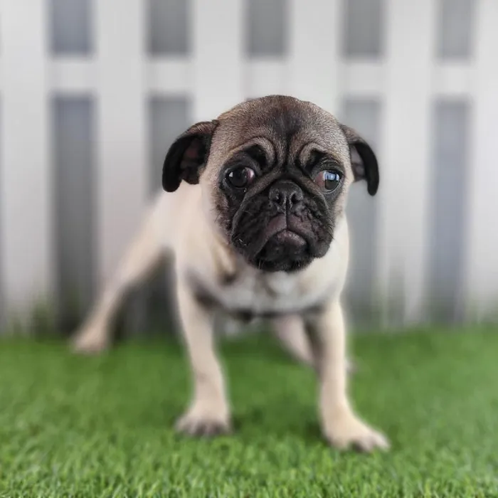 Female Pug Puppy for Sale in Schererville, IN