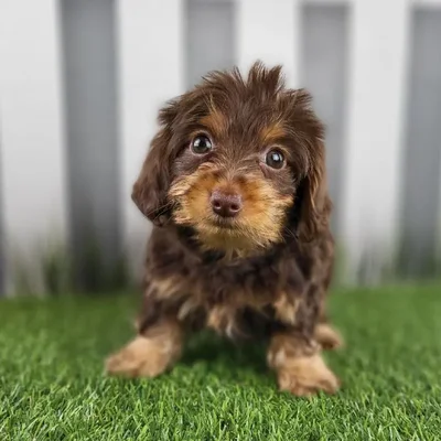 Male Dorkie Puppy for Sale in Schererville, IN