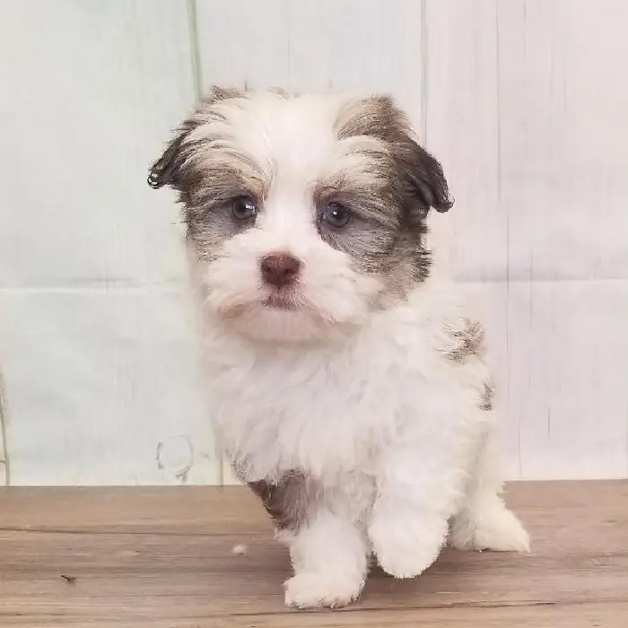 Female Havanese Puppy for Sale in Schererville, IN