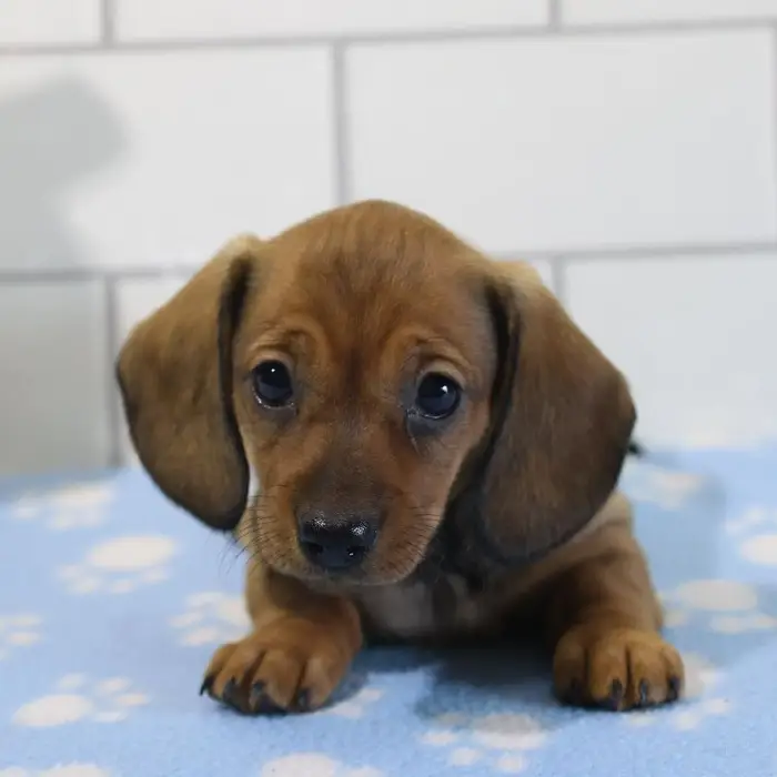 Female Miniature Dachshund Puppy for Sale in Schererville, IN