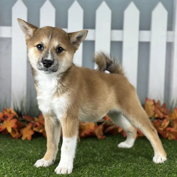 Female Shiba Inu Puppy for Sale in Indianapolis, IN