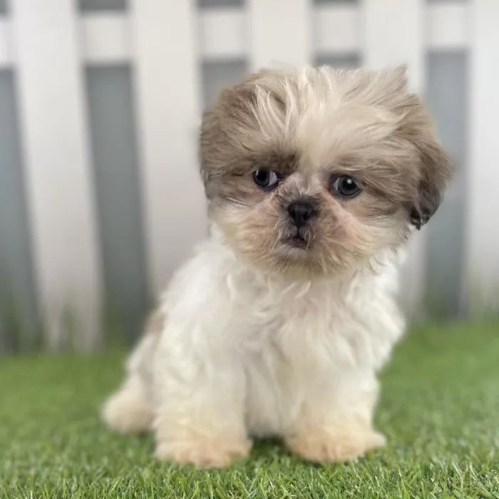 Female Shih Tzu Puppy for Sale in Schererville, IN