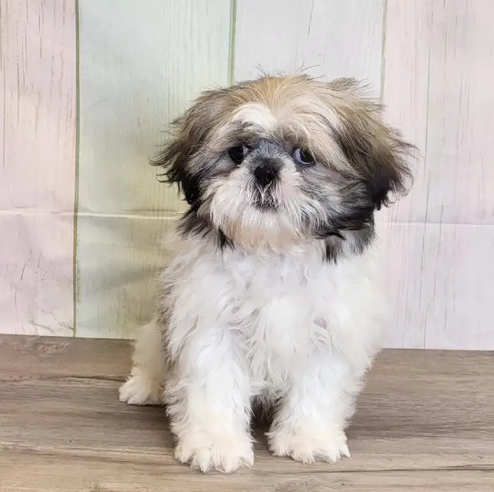 Male Shih Tzu Puppy for Sale in Schererville, IN