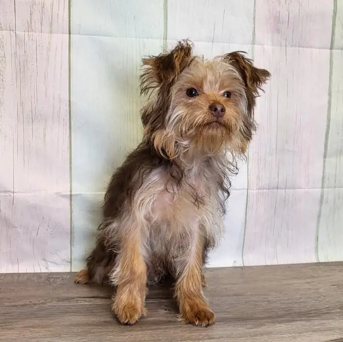 Male Yorkshire Terrier Puppy for Sale in Schererville, IN