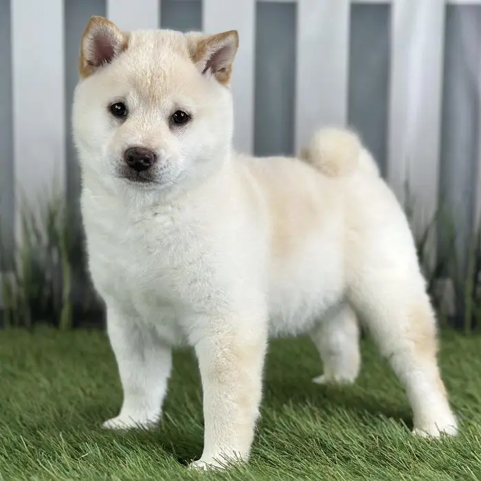 Male Shiba Inu Puppy for Sale in Schererville, IN
