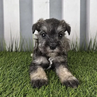 Male Miniature Schnauzer Puppy for Sale in Schererville, IN