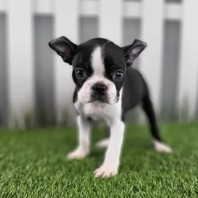 Female Boston Terrier Puppy for Sale in Schererville, IN