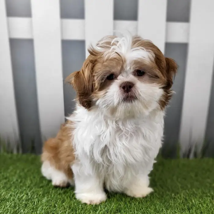 Male Shih Tzu Puppy for Sale in Schererville, IN